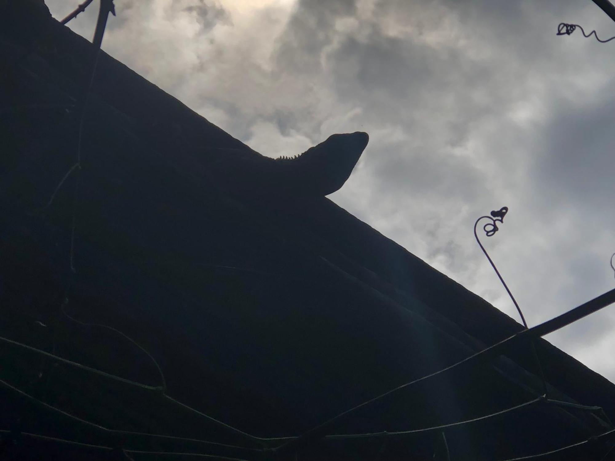 Aposentillo El Marabu Chill'N Surf Bed & Breakfast エクステリア 写真